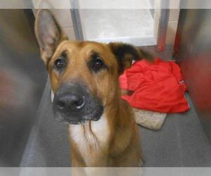 German Shepherd Dog-Unknown Mix Dogs for adoption in Orange, CA, USA
