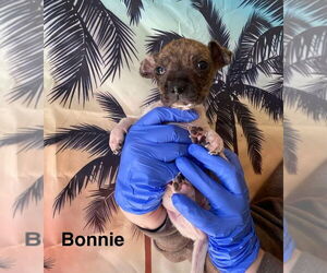 Chiweenie Dogs for adoption in New York, NY, USA