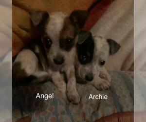 Jack Russell Terrier Dogs for adoption in Pottstown, PA, USA