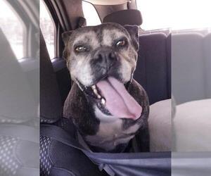 Bulldog Dogs for adoption in Poplar Bluff, MO, USA