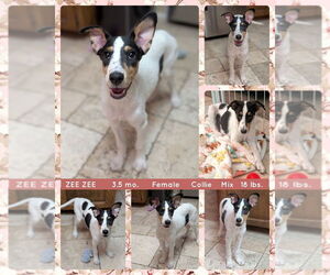 Collie-Rottweiler Mix Dogs for adoption in Mesa, AZ, USA