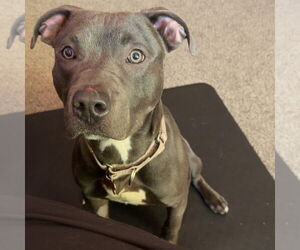 Mutt Dogs for adoption in Fargo, ND, USA