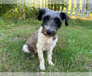 - Mix Dogs for adoption in Brooklyn Center, MN, USA