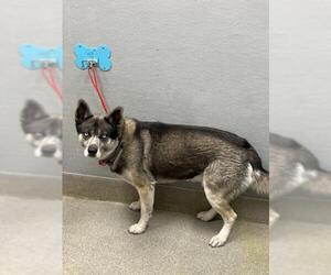 Siberian Husky-Unknown Mix Dogs for adoption in Las Vegas, NV, USA