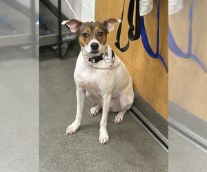 Parson Russell Terrier Dogs for adoption in Forestville, MD, USA