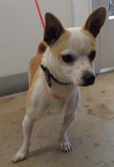 Chihuahua Dogs for adoption in La Porte, IN, USA