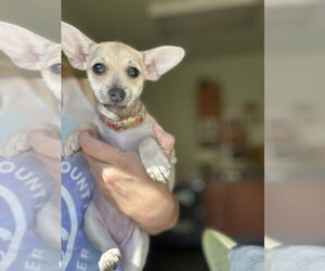 Pug-Shih Tzu Mix Dogs for adoption in Santa Cruz, CA, USA