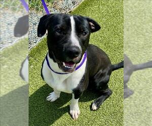 American Pit Bull Terrier Dogs for adoption in Fayetteville, NC, USA