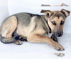 German Shepherd Dog-Unknown Mix Dogs for adoption in Houston, TX, USA