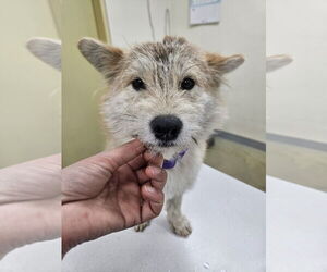 Cairn Corgi Dogs for adoption in Agoura Hills, CA, USA