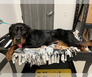 Rottweiler Dogs for adoption in Corona, CA, USA