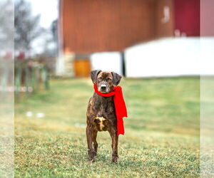 Plott Hound-Unknown Mix Dogs for adoption in Unionville, PA, USA