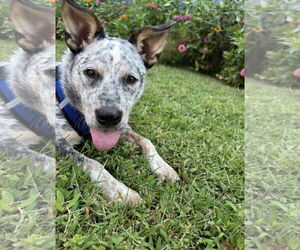 Medium Photo #6 Mutt Puppy For Sale in Euless, TX, USA