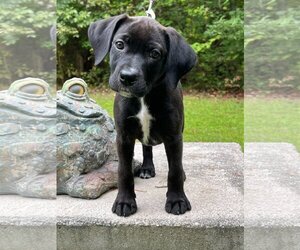 Labbe Dogs for adoption in Arlington, VA, USA