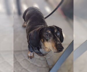 Dachshund Dogs for adoption in Sioux Falls, SD, USA