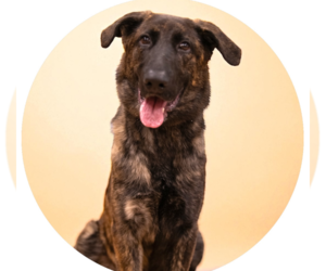 Dutch Shepherd -Unknown Mix Dogs for adoption in Rowlett, TX, USA