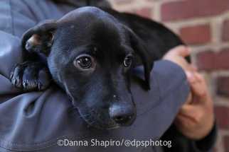 Medium Photo #1 Labrador Retriever Puppy For Sale in Woodside, NY, USA