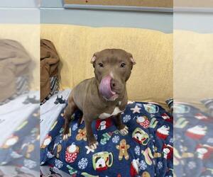 Mutt Dogs for adoption in Peoria, IL, USA