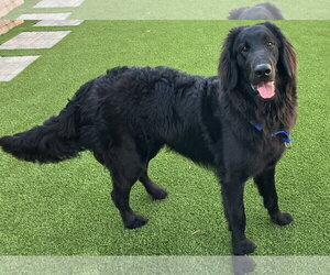 Golden Labrador Dogs for adoption in Glendale , AZ, USA