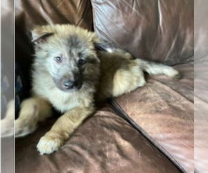 Anatolian Shepherd-Unknown Mix Dogs for adoption in Lakewood, CO, USA