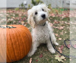 Cockapoo (Toy) Dogs for adoption in Brooklyn Center, MN, USA