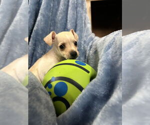 Chihuahua-Unknown Mix Dogs for adoption in San Diego , CA, USA