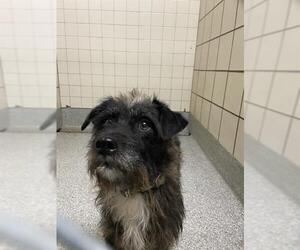 Mutt Dogs for adoption in Pasadena, TX, USA