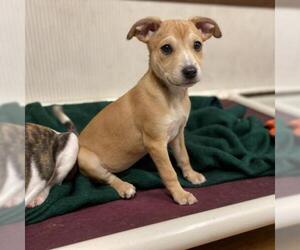 Rat Terrier Dogs for adoption in Pendleton, NY, USA