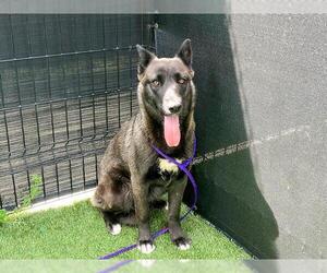 Mutt Dogs for adoption in Orange, CA, USA