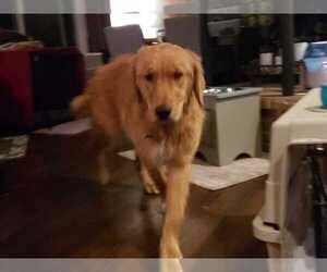 Golden Retriever Dogs for adoption in St. Louis Park, MN, USA