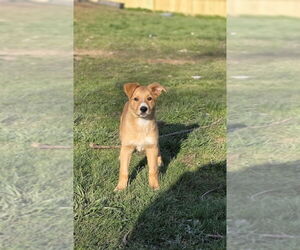 Mutt Dogs for adoption in Aurora, IN, USA