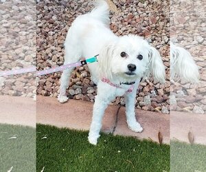 Pookimo Dogs for adoption in Phoenix, AZ, USA