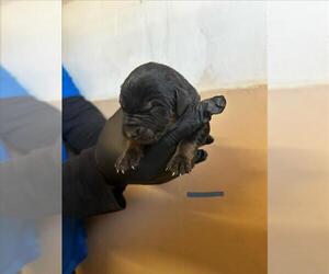 Labrottie Dogs for adoption in San Bernardino, CA, USA