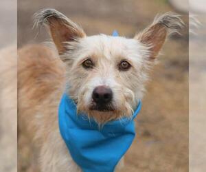 Mutt Dogs for adoption in San Antonio, TX, USA