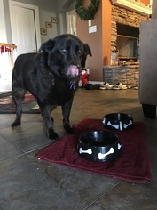 Labrador Retriever Dogs for adoption in Napa, CA, USA