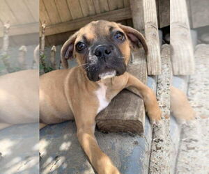 American Pit Bull Terrier-American Staffordshire Terrier Mix Dogs for adoption in Wenonah, NJ, USA