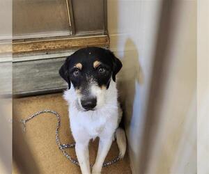 Border Collie-Parson Russell Terrier Mix Dogs for adoption in Sacramento, CA, USA