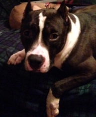 Small American Pit Bull Terrier Mix