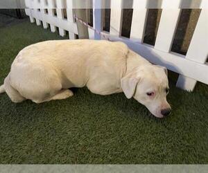 Medium Photo #1 Mutt Puppy For Sale in Modesto, CA, USA