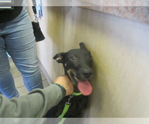 Black and Tan Coonhound Dogs for adoption in Ocala, FL, USA