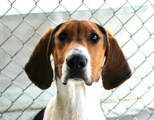 Treeing Walker Coonhound Dogs for adoption in Hilton Head, SC, USA