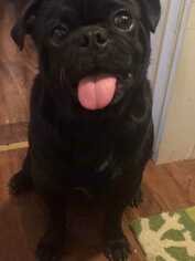 Pug Dogs for adoption in CORNING, NY, USA