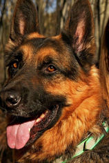 Medium Photo #1 German Shepherd Dog Puppy For Sale in Evergreen, CO, USA