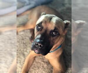 Presa Canario Dogs for adoption in Bladensburg, MD, USA