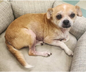 Chihuahua-Unknown Mix Dogs for adoption in Wetumpka, AL, USA