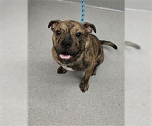 Boxer-Unknown Mix Dogs for adoption in Rancho Cucamonga, CA, USA