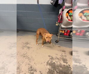 American Staffordshire Terrier-Unknown Mix Dogs for adoption in Tallahassee, FL, USA