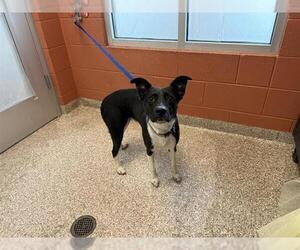 American Pit Bull Terrier-Border Collie Mix Dogs for adoption in Pueblo, CO, USA