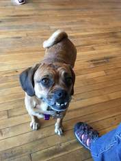Puggle Dogs for adoption in Perry, NY, USA