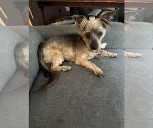 Silky Terrier Dogs for adoption in Middlesex, NC, USA